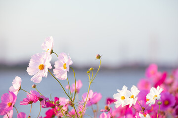 Obraz premium 遠賀川河川敷に美しく咲く秋桜(福岡県）