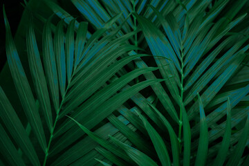 Obraz na płótnie Canvas tropical green palm leaf and shadow, abstract natural background, dark tone