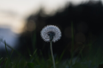 Dandelion in field out of focus bokeh touching lonely alone serenity lost blurry vision abstract meadow mountain background flying death decay birth transformation meditation light and shadow