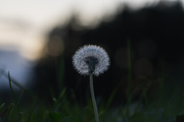Dandelion in field out of focus bokeh touching lonely alone serenity lost blurry vision abstract...