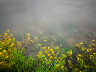 Fototapeta na wymiar An intimate landscape of submerged grass in a river near the shore, water currents move the grass and blur it, peaceful calm scene