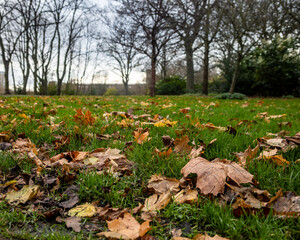 Autumn Park landscape