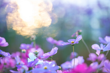 夕焼け映える綺麗な秋桜