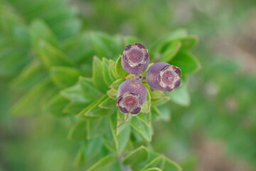 Myrtle (Myrtus communis subsp. tarentina)
