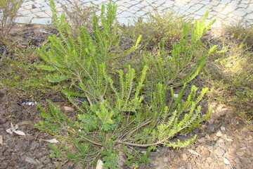 Myrtle (Myrtus communis subsp. tarentina)