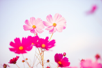 秋晴れに美しく咲く秋桜(福岡県）