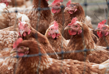 Flock of free range hens on an organic poultry farm behind a chicken wire