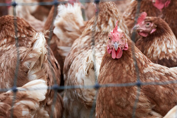 Flock of free range hens behind a chicken wire on the farm