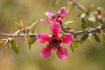 Fototapeta na wymiar Manuka; Tea tree (Leptospermum scoparium)