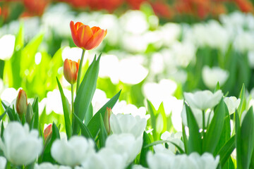 Orange tulips on flawer field of white tulips