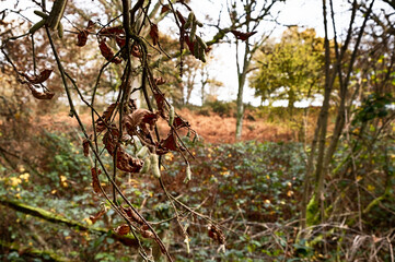 dead leaves on a tree
