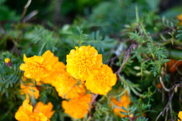 マリーゴールド