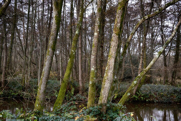 looking through trees in winter time