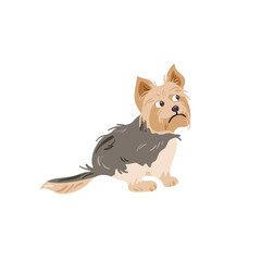 Yorkshire, terrier, isolated on white  vector illustration. Dog toy breed design element. Domestic animal in cartoon style.