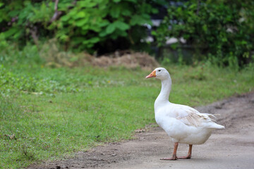 Naklejka na ściany i meble White female goose is stay in nature farm garden at thailand