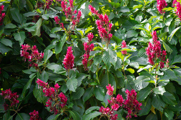 Colorful and beautiful flower background images.