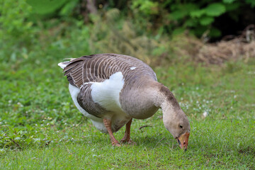 Gray goose is eatting grass in nature farm garden at thailand