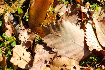紅葉 枯れ葉 秋 夕焼け 茶色 落ち葉