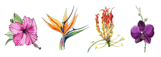 Tropical flower watercolor illustration set. Hand drawn bright hibiscus, orchid, strelizia, gloriosa blossom collection. Exotic blooming flowers realistic elements on white background. 