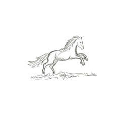 Set of hand drawn horses, vector illustration, sketch