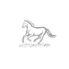 Set of hand drawn horses, vector illustration, sketch