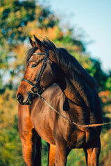 Thoroughbred stallion portrait - 394972682