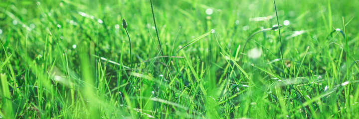 Green background with grass. Young juicy grass on a blurry background . Banner, header for web design.