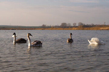 Beautiful Mute Swan ( Cygnus olor ) swimming in the Crystal Clear deep lake