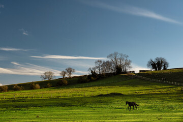 Landscape of Chiltern Hills with green field and a horse, Latimer, England 