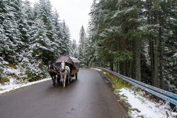 Morskie oko, Poland - october 16, 2020: Group of tourists on the horse cart on the road to Morskie Oko lake Tatra Mountains - obrazy, fototapety, plakaty