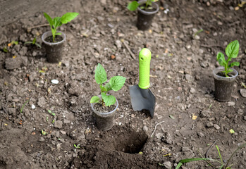 The cultivation of seedlings in the garden