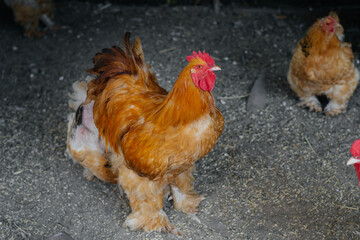 Purebred red rooster in the chicken coop