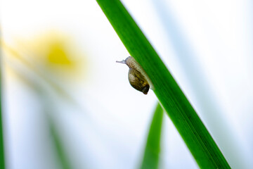 Macro Succinea putris Ambrette
