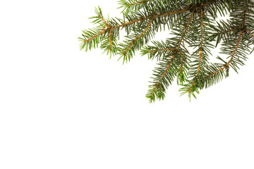 Fototapeta na wymiar Pine branches isolated on white background, seamless pattern. Christmas and New Year background.