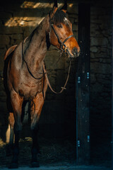Beautiful thoroughbred stallion - 394974462