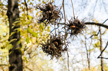 Ripe hazelnuts on tree branches 