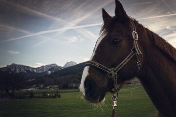 Brown horse with mountains in background, Bavarian alps, blue sky and clouds, sunny day, green...