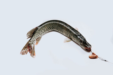 Pike fish with an open mouth lies on a white background. With bait
