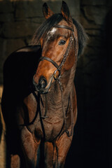 Thoroughbred stallion portrait - 394975245