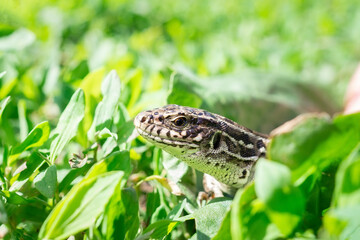 lizard on the grass....