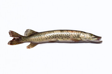 Pike fish with an open mouth lies on a white background.