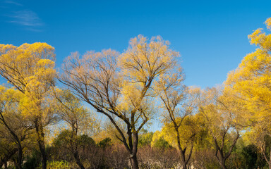 Fototapeta na wymiar colorful willow trees under clear blue sky in autumn