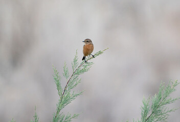 bird on a branch