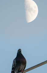 dove with moon background