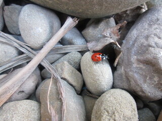Ladybird Beetle alone on rocks