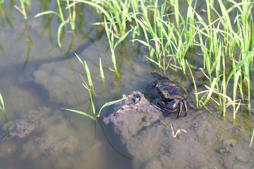 Freshwater crabs that live in rice, rice field crab can be used as food for rural people.