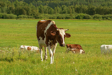 Fototapeta na wymiar Cow on the pasture