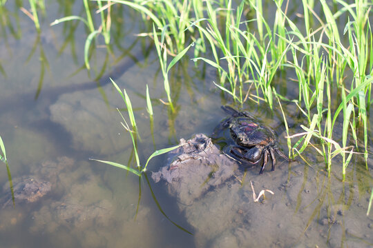 Freshwater crabs that live in rice, rice field crab can be used as food for rural people.