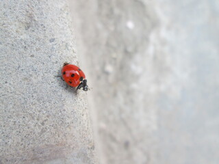 Ladybird Beetle alone