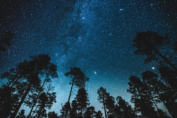 night starry sky with trees